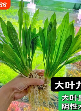大叶九冠绿水草|回头客超1000人