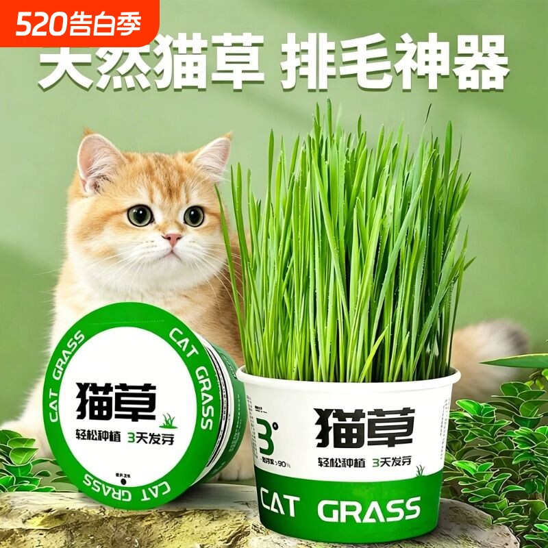 懒人泡面猫草盆栽种子猫薄荷猫咪用品大全零食轻松温和排毛化草毛