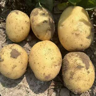 今年现挖新鲜黄心土豆现挖现卖农家自种蔬菜5斤马铃薯洋芋