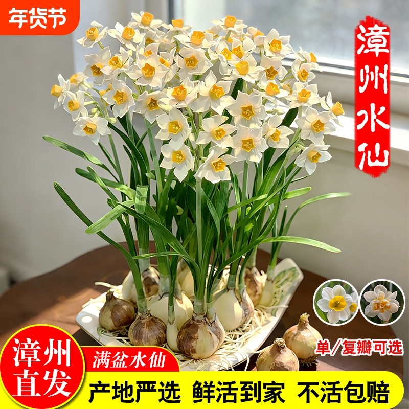 漳州水仙花带花苞种球根重瓣水培年宵花卉盆栽室内好养浓香绿植物,鲜花速递/花卉仿真/绿植园艺,时令草本花卉,淘宝优惠券,粉丝福利购,淘宝优惠卷