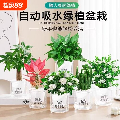 绿萝发财树盆栽吊兰多肉办公室内小绿植驱蚊去除甲醛水培植物花卉