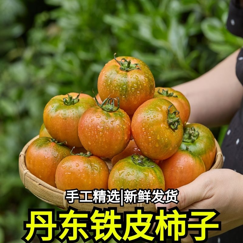 顺丰包邮正宗铁皮草莓柿子新鲜当季西红柿生吃水果东北番茄酸甜
