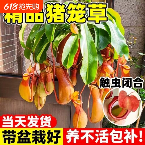 猪笼草盆栽捕蝇草食虫草食人花驱蚊虫超大四季绿植趣味阳台客厅