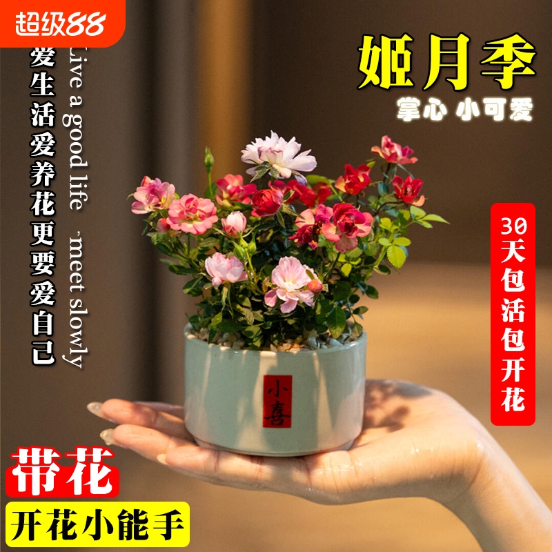 带花苞姬月季阳台桌面水培好养花卉苔藓球鲜花绿植盆栽开花花期