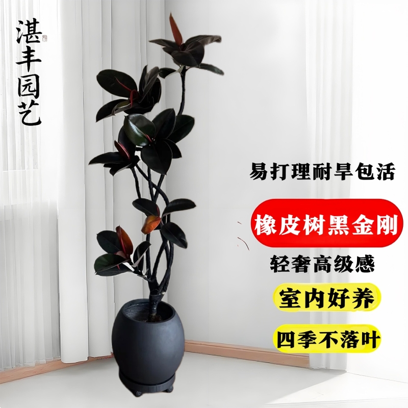 橡皮树黑金刚橡皮树客厅大盆栽高级感内落地大型真树老桩绿植四季