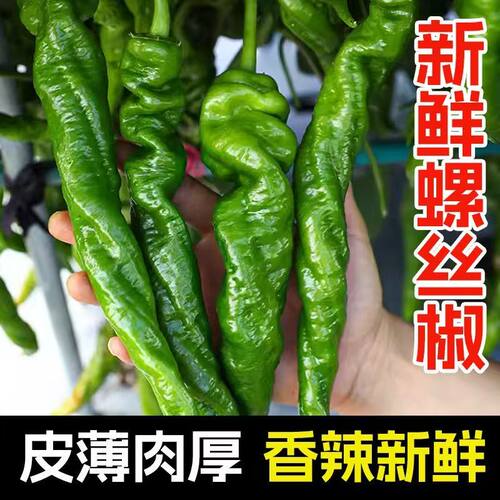 螺丝椒新鲜农家现摘青辣椒薄皮特辣螺丝土辣椒特辣青椒一整箱包邮