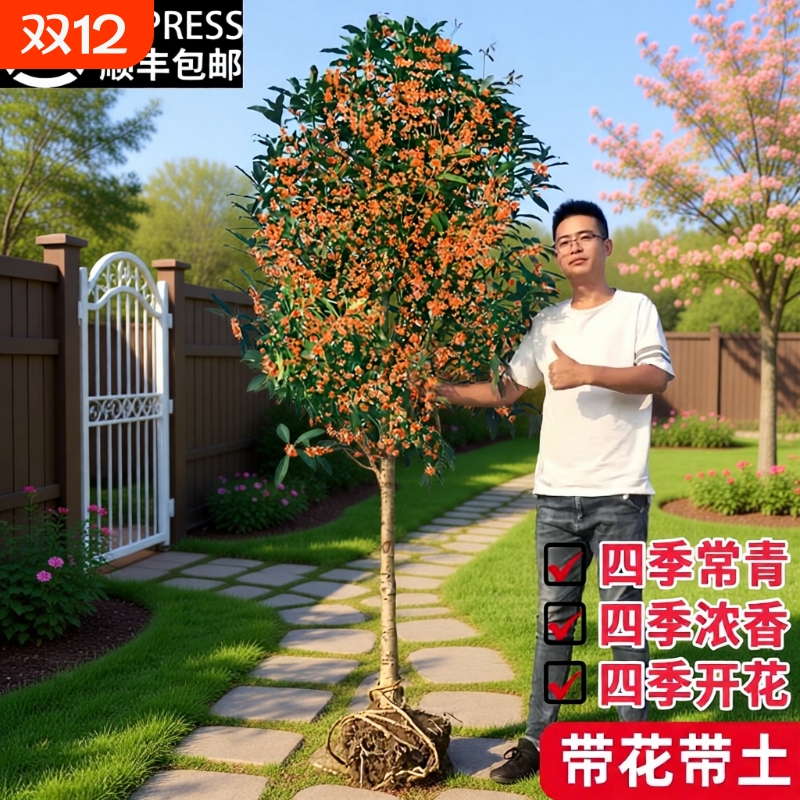 桂花树苗大树庭院地栽原生金桂丹桂浓香型花卉盆栽植物四季桂花开