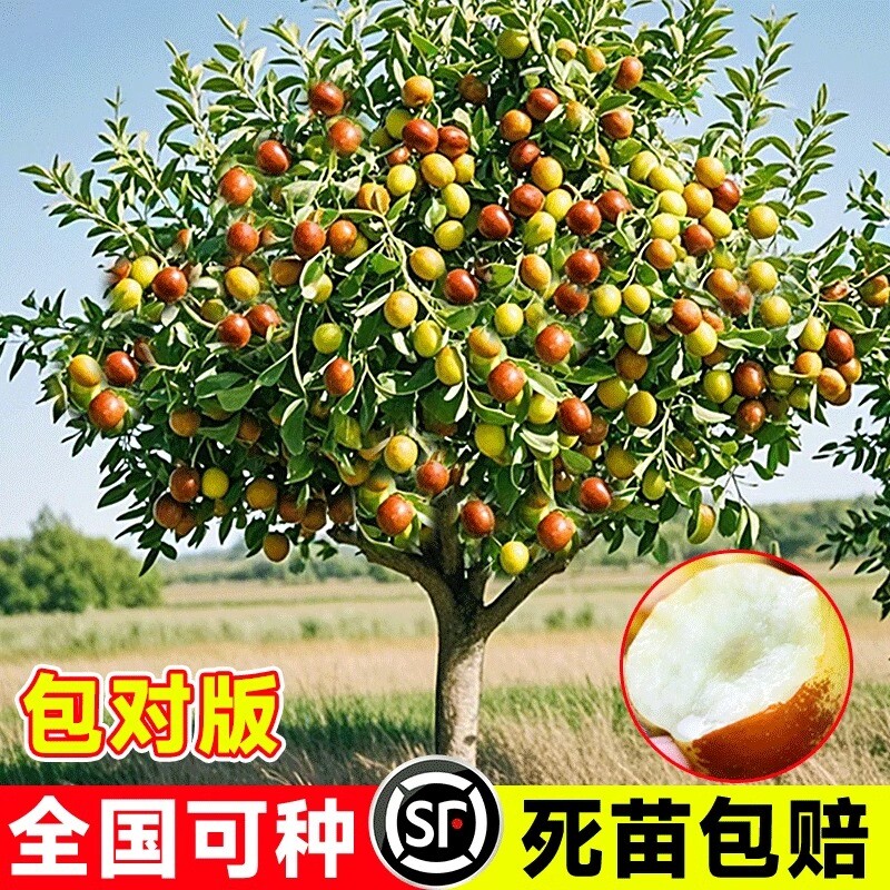 枣树活苗嫁接冬枣超甜特大果树果苗当年结果北方南方大枣庭院地栽