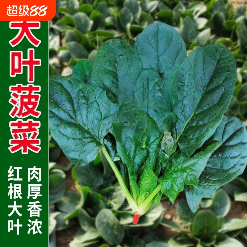 大叶菠菜种子四季蔬菜冬季籽种冬天种籽耐寒菜种盆栽波菜孑菜籽子