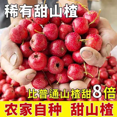稀有品种当季新鲜水果现摘甜紅小山楂甜口山里红糖雪球新鲜水果