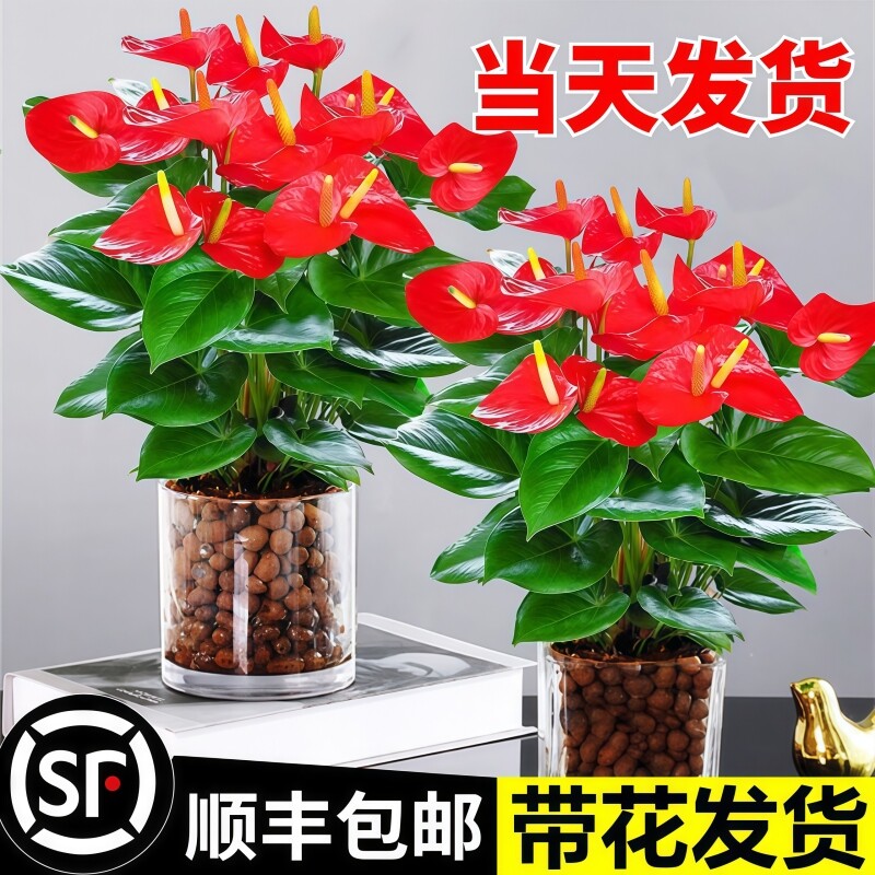 水培植物粉掌盆栽带花红掌白掌一帆风顺花卉鲜花室内好养绿植四季