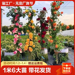蔷薇花苗藤本月季大花庭院爬藤植物花卉四季开花盆栽阳台玫瑰蒂娜