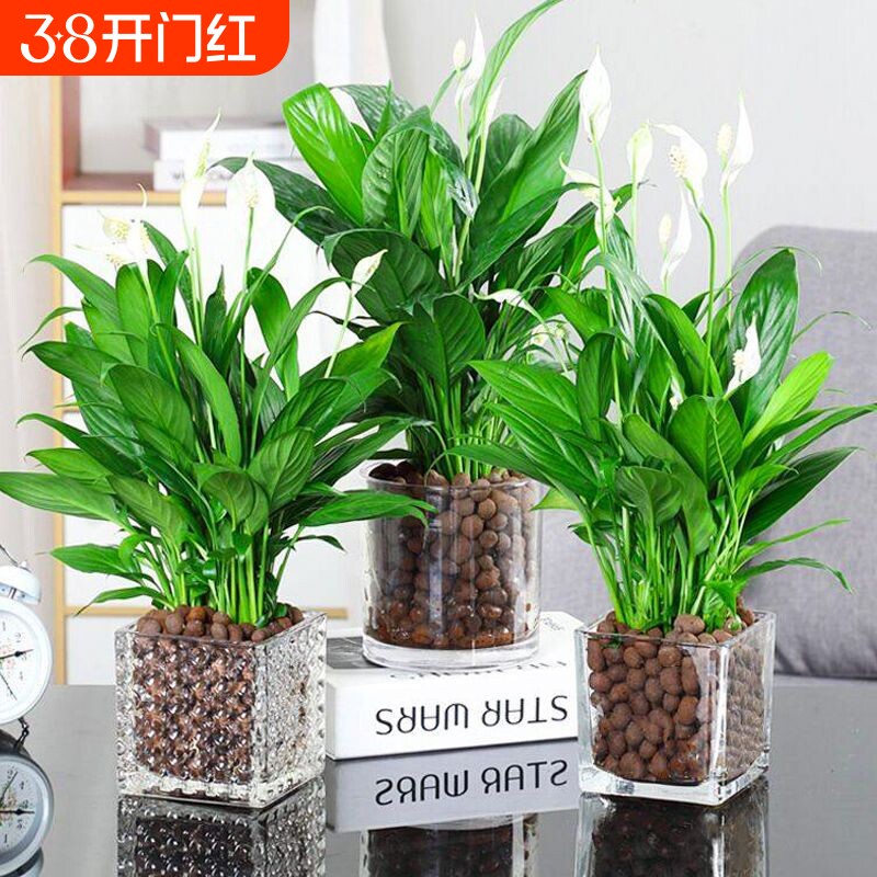 红掌盆栽花卉白掌风顺水培养植物室内好养绿植易活开花白鹤芋摆放