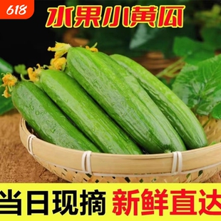 新鲜现摘水果黄瓜新鲜蔬菜生吃小黄瓜青瓜旱脆嫩清甜时令蔬菜包邮