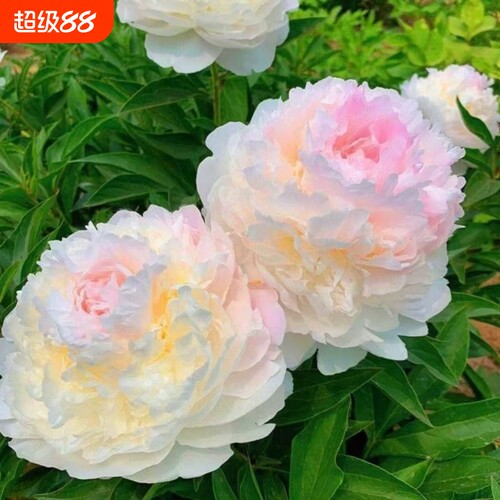 芍药花苗耐寒种植重瓣大花牡丹阳台庭院好养活多年生开花花期珊瑚