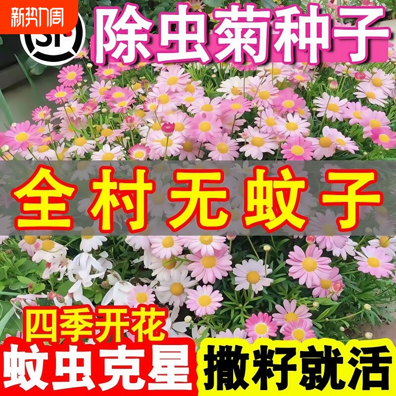 除虫菊种子小雏菊花种籽室内阳台驱蚊草花卉种孑种植四季播种开花