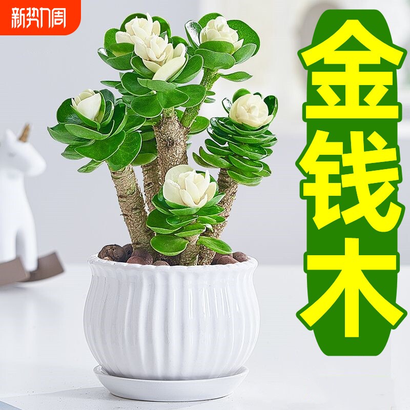 金钱木盆栽发财树老桩多肉植物小金钱树室内招财绿植花卉客厅桌面