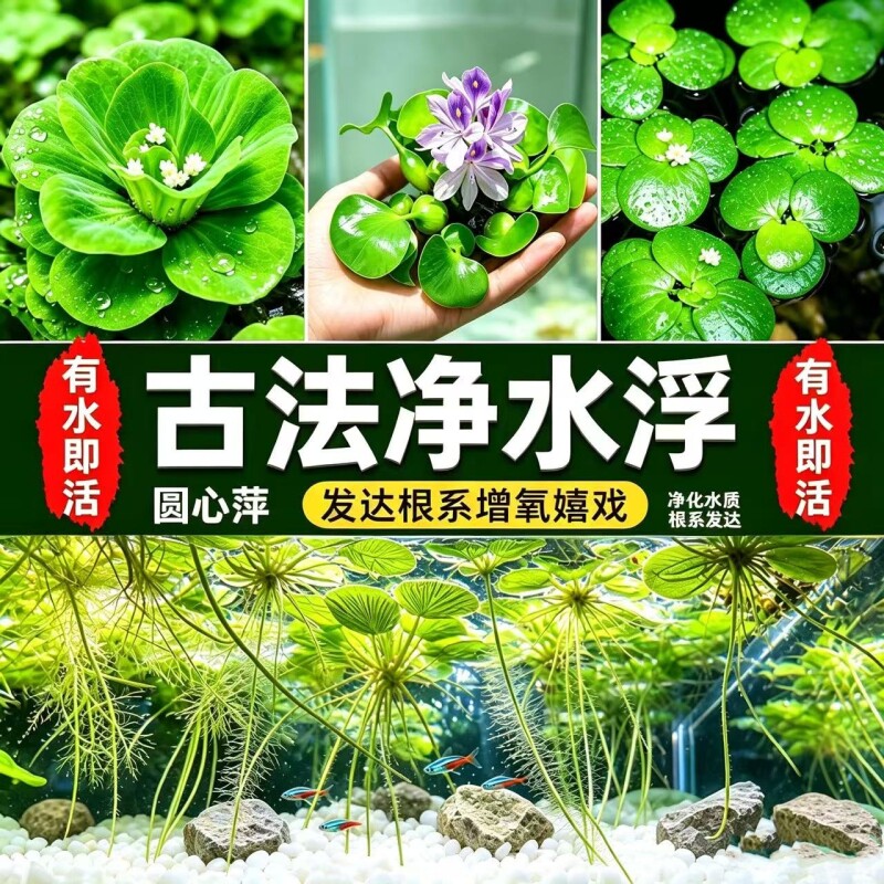 水葫芦水生植物水草水浮莲池塘鱼缸造景净化水质包邮室内养鱼养龟图片