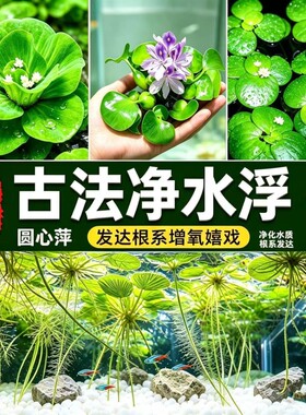 水葫芦水生植物水草水浮莲池塘鱼缸造景净化水质包邮室内养鱼养龟