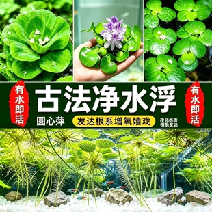 水葫芦水生植物水草水浮莲池塘鱼缸造景净化水质包邮室内养鱼养龟
