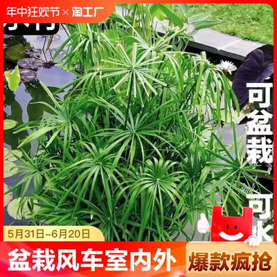 水竹绿植盆栽水培植物风车草水棕竹室内外水生鱼池塘旱伞草富贵竹