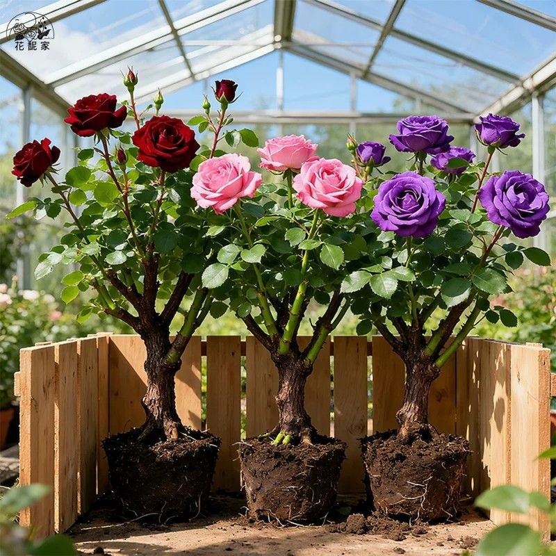 玫瑰花苗老桩浓香型好养活花卉盆栽阳台庭院耐寒四季循环开花