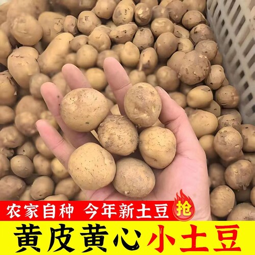 正宗恩施小土豆迷你新鲜