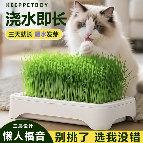猫草新款网红猫草水培盒套装即食猫零食天然去毛球化毛猫草盆