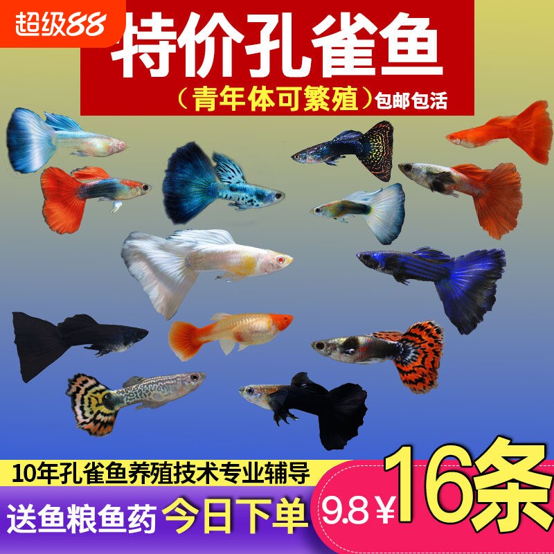孔雀鱼纯种观赏鱼小型淡水好养热带鱼活体清道夫斑马金鱼小鱼鱼苗