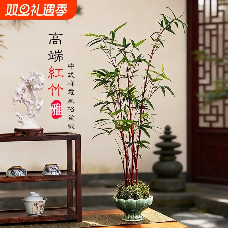 红竹苔藓球观音竹子盆栽水培植物景观凤尾竹米竹客厅桌面观赏盆景