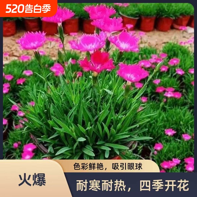 欧石竹初吻粉贝花卉盆栽花苗耐寒地被绿植庭院草坪四季开花带花苞