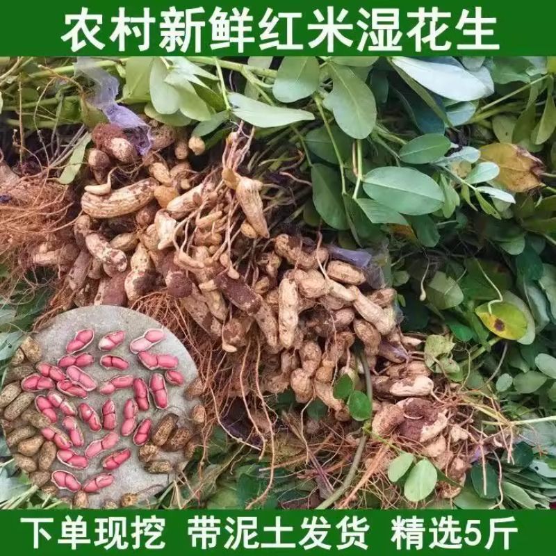 新货新鲜花生现挖现发湿花生新鲜红皮小颗粒花生带壳农家红皮批发