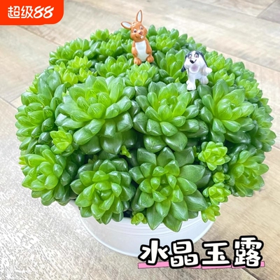 水晶玉露草玉露多肉小盆景植物室内花卉绿植盆栽玉露桃蛋精品老桩