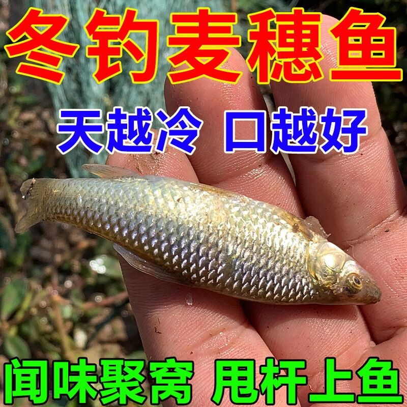 麦穗鱼饵料四季通饵料野钓钓鱼钓鱼饵蛋白浓腥黑坑红虫全能溪流k