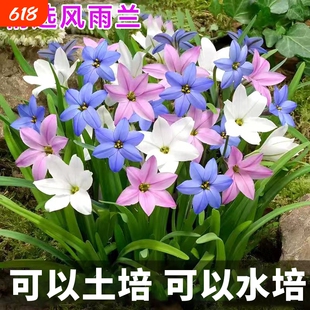 重瓣风雨兰种球葱兰韭兰阳台室内外耐热耐寒地载盆栽绿植花卉水培