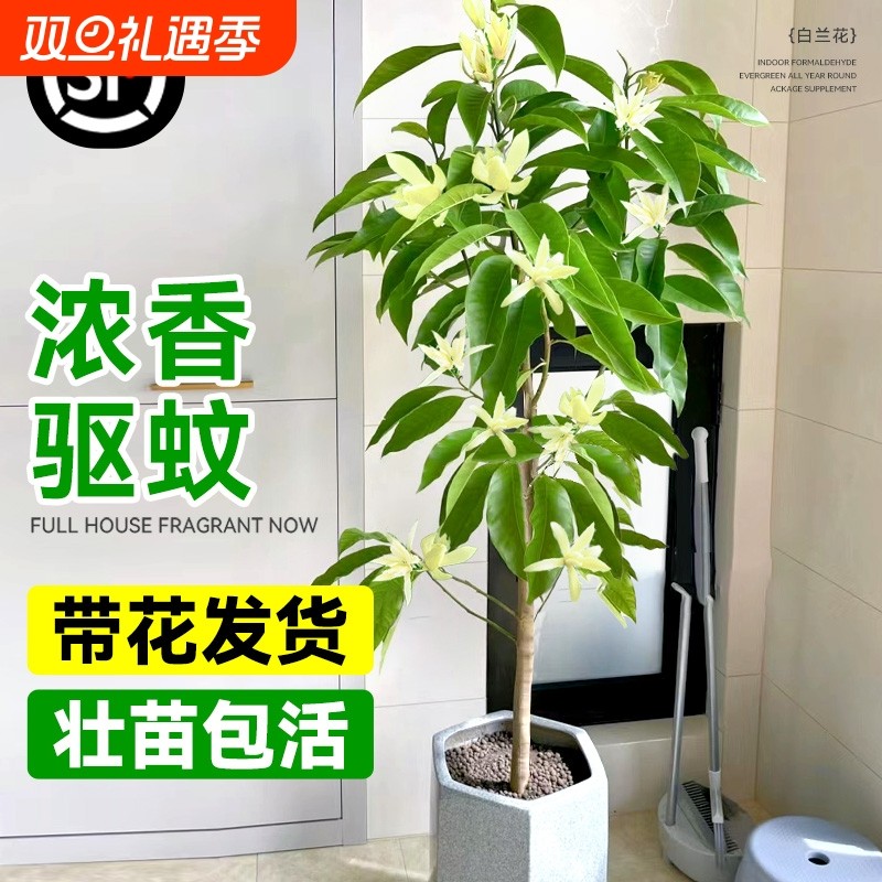 玉兰花树苗带花苞白兰花大树黄角兰耐寒盆栽室内外四季花卉绿植物