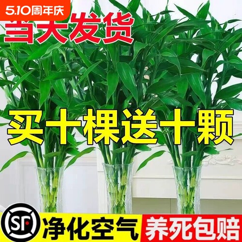 富贵竹水培植物节节高招财粗杆绿植室内盆栽观音竹带根紫色发财竹