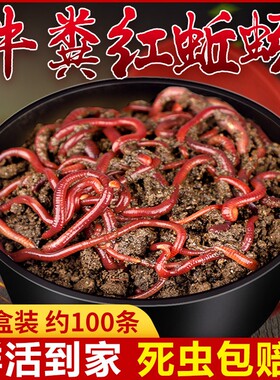 蚯蚓活饵鲜活红虫垂钓鱼饵料鲤鱼野钓黑坑鱼料打窝料鱼食草鱼鲫鱼
