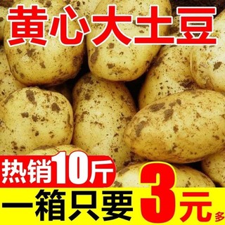 内蒙精选黄皮土豆3/5/10斤批发新鲜蔬菜现挖马铃薯洋芋黄心全部