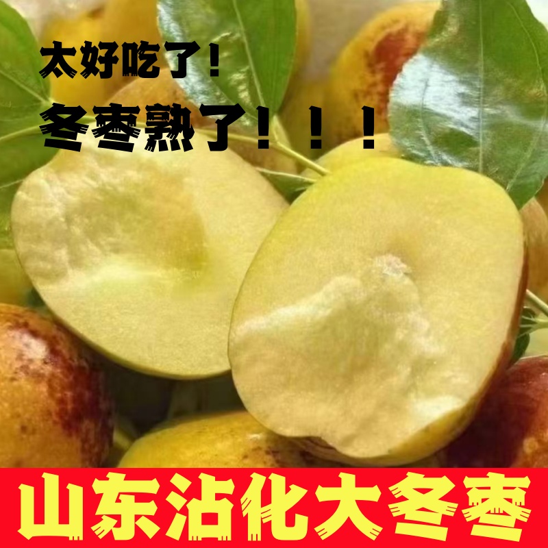 正宗沾化冬枣5斤礼盒装整箱包邮