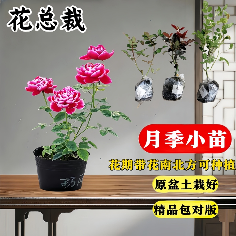 蔷薇藤本月季花苗盆栽爬藤植物