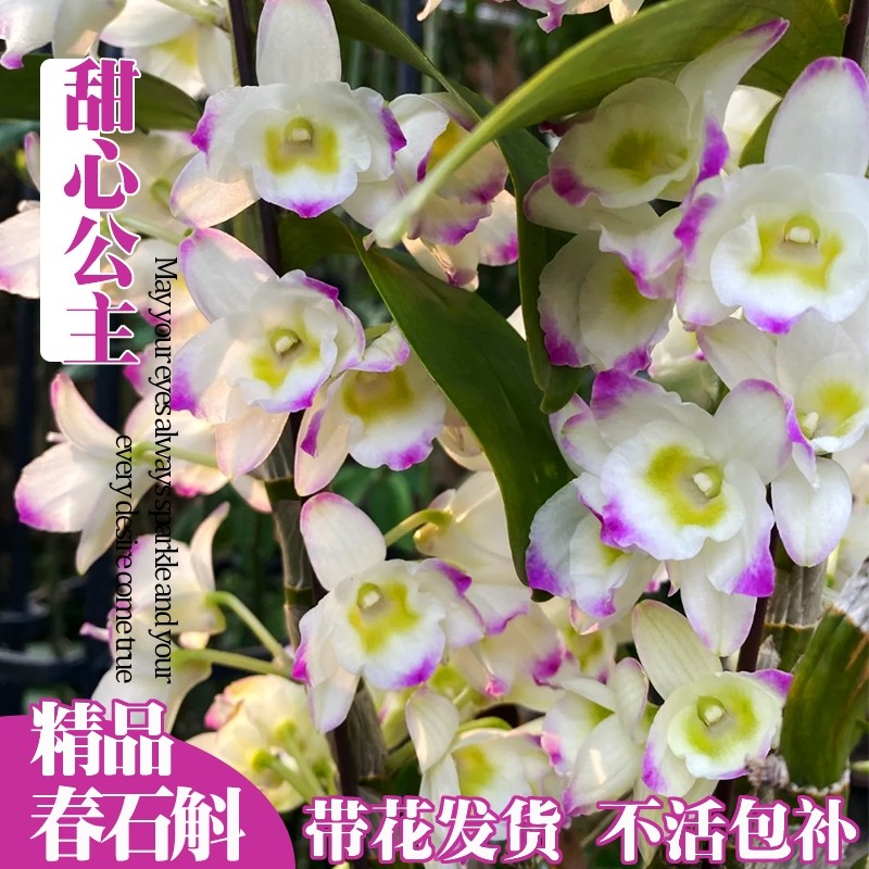 带花春石斛兰苗甜心公主室内阳台好养勤花浓香洋兰花卉绿植盆栽