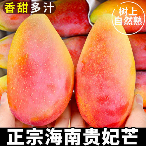 海南贵妃芒芒果新鲜当季水果树上熟大青辣椒芒果