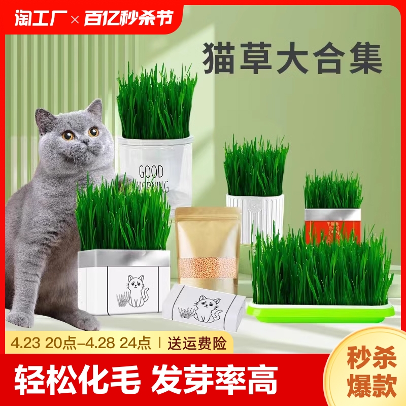 懒人猫草猫草种子轻松化毛猫零食