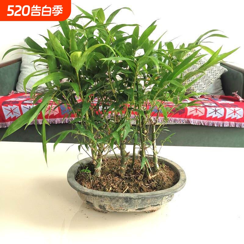 佛肚竹罗汉竹盆景室内盆栽假山吸水石竹子凤尾竹米竹桌面绿植客厅