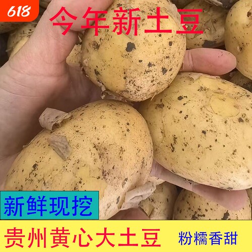 黄心大土豆黄皮软糯香甜