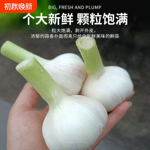 新鲜白皮鲜蒜白皮新大蒜湿蒜