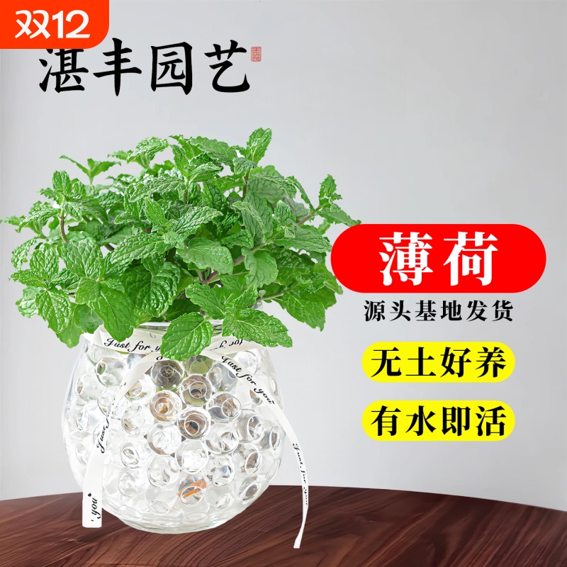 水培植物大盆薄荷A级大苗可食用