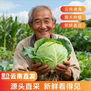 云南新鲜铁头甘蓝包菜卷心菜绿蔬菜圆白菜高山农家自种沙拉下饭菜