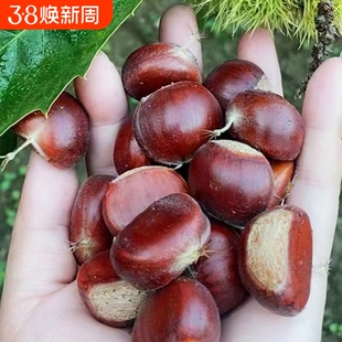 板栗生新鲜3113生栗子5斤甜糯油栗旗舰店毛栗子迁西鲜板栗带壳